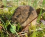 o_Microtus_arvalis Vida silvestre